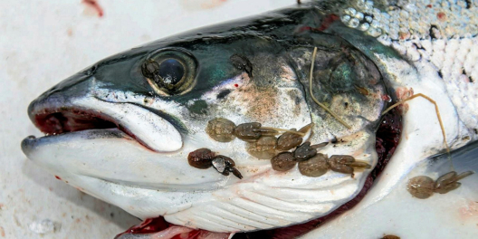 A close-up of a fish head that is covered in sea lice.