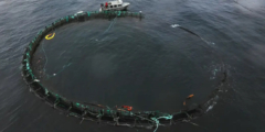 An aerial shot of a round open-net fish farm pen that has broken on one side. All the salmon swam out.