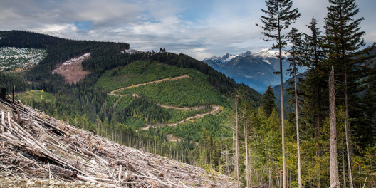 A clearcut stands against a mountain and a cloudy sky. Some tall trees remain in the foreground.