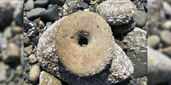 Something that looks like a stone donut washed up on a rocky shore.
