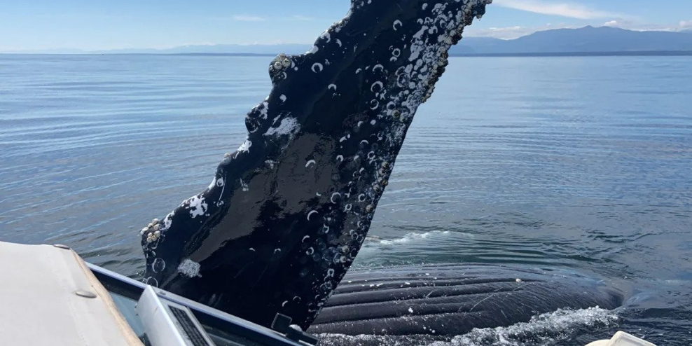 Part of the tail fin of a humpback whale sticking out of the ocean beside a tiny boat.