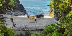 A wolf stands centred by rocks in a small inlet on a sunny day.