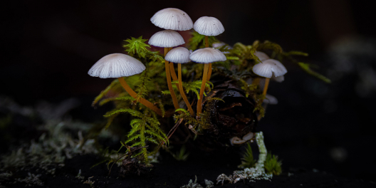 A closeup of white fir cone mushrooms amongst tiny green ferns..