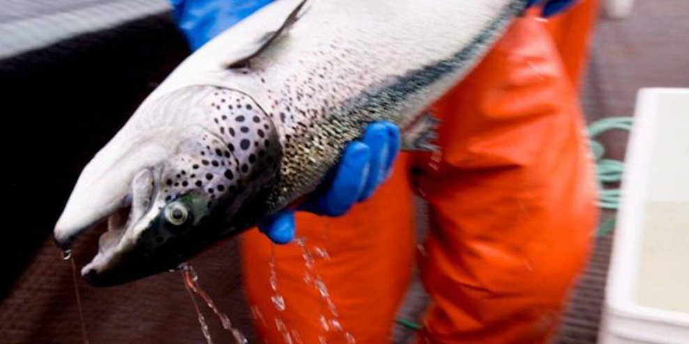 A closeup of a fish worker in bright orange pants and blue gloves holding a fish that's just been pulled out of a fish farm.