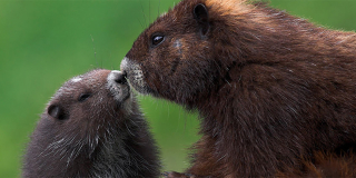 Two endangered wild marmots nuzzle noses.