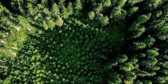An aerial image of a patch of regrowth in a woodlot.
