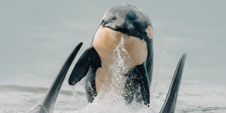 Northern Resident Baby Orca breaching out of water facing to camera