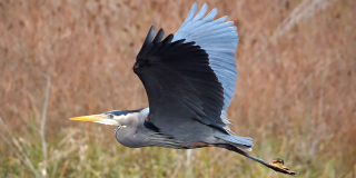 Blue Heron in Flight at Little River Marsh.